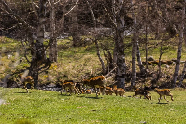 Mouflon Primavera Capcir Pirinéus Francia — Fotografia de Stock