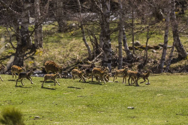 Mouflon Primavera Capcir Pirinéus Francia — Fotografia de Stock