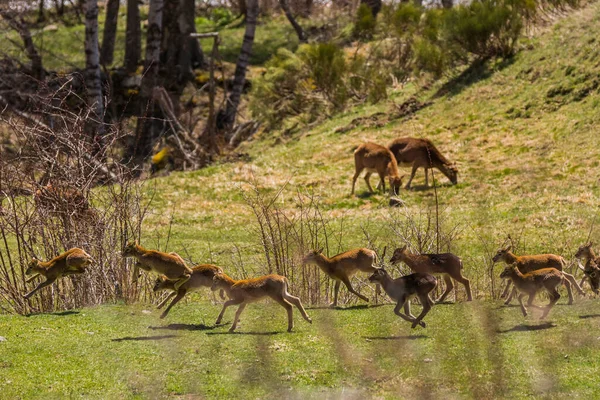 Mouflon Primăvara Capcir Pirinei Franța — Fotografie, imagine de stoc