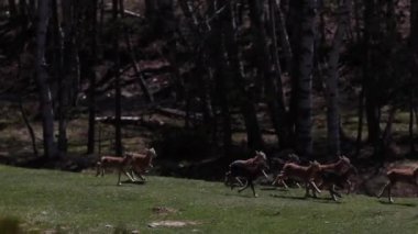 Mouflon ilkbaharda Capcir, Pyrenees, Fransa 'da