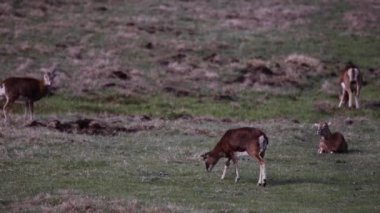 Mouflon ilkbaharda Capcir, Pyrenees, Fransa 'da