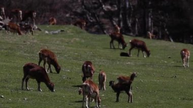 Mouflon ilkbaharda Capcir, Pyrenees, Fransa 'da