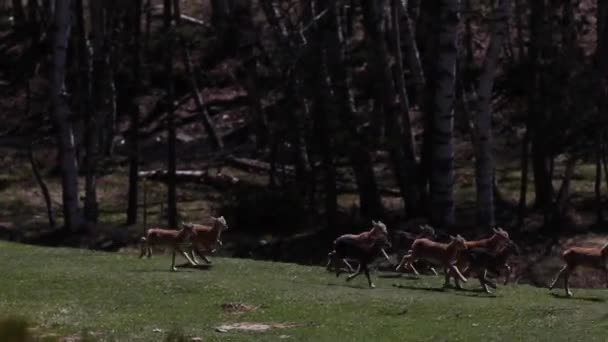 Mouflon Våren Capcir Pyrenéerna Frankrike — Stockvideo