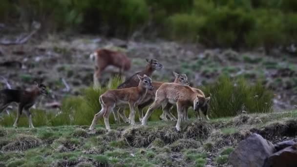 Mouflon Våren Capcir Pyrenéerna Frankrike — Stockvideo