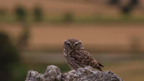 Küçük Baykuş Athene Noctua Montgai Lleida Katalonya Spanya — Stok video