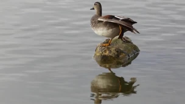 Mallard Wiosną Rezerwacie Przyrody Aiguamolls Emporda Hiszpania — Wideo stockowe