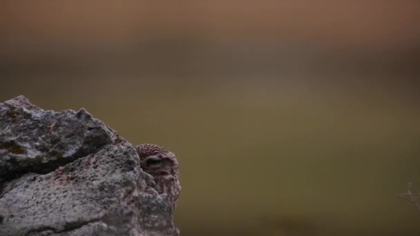 Kleine Uil Athene Noctua Montgai Lleida Catalonië Spanje — Stockvideo