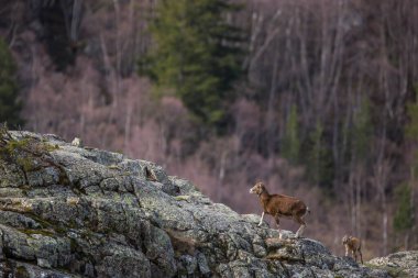 Mouflon ilkbaharda Capcir, Pyrenees, Fransa 'da