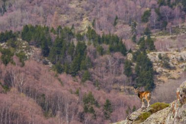 Mouflon ilkbaharda Capcir, Pyrenees, Fransa 'da