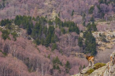 Mouflon ilkbaharda Capcir, Pyrenees, Fransa 'da