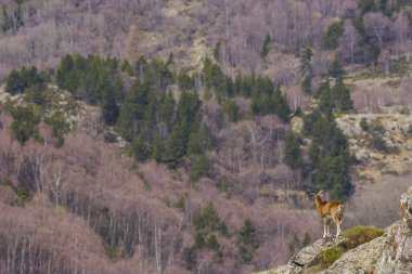 Mouflon ilkbaharda Capcir, Pyrenees, Fransa 'da