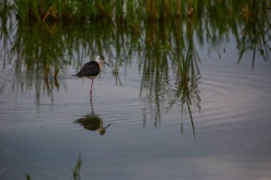 Aiguamolls De L 'Emporda Doğa Koruma Alanında (Himantopus Himantopus) kara kanatlı stilt, İspanya