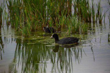 Aiguamolls De L 'Emporda Doğa Koruma Alanında (Fulica atra).