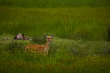 Aiguamolls De L 'Emporda Doğa Koruma Alanındaki Fallow geyiği, İspanya.