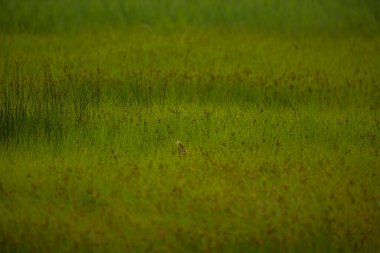 Aiguamolls De L 'Emporda Doğa Koruma Alanındaki Fallow geyiği, İspanya.