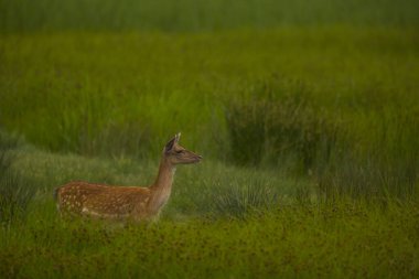 Aiguamolls De L 'Emporda Doğa Koruma Alanındaki Fallow geyiği, İspanya.