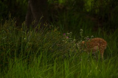 Aiguamolls De L 'Emporda Doğa Koruma Alanındaki Fallow geyiği, İspanya.