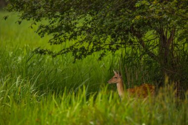 Aiguamolls De L 'Emporda Doğa Koruma Alanındaki Fallow geyiği, İspanya.
