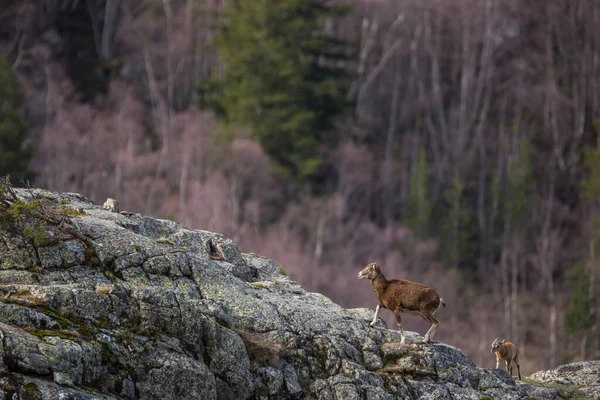 Mouflon Primavera Capcir Pirinéus Francia — Fotografia de Stock