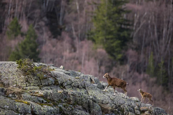 Mouflon Primavera Capcir Pirinéus Francia — Fotografia de Stock