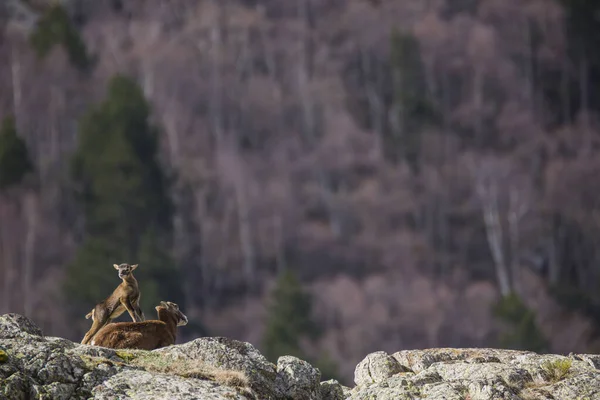 Mouflon Primavera Capcir Pirineos Francia —  Fotos de Stock