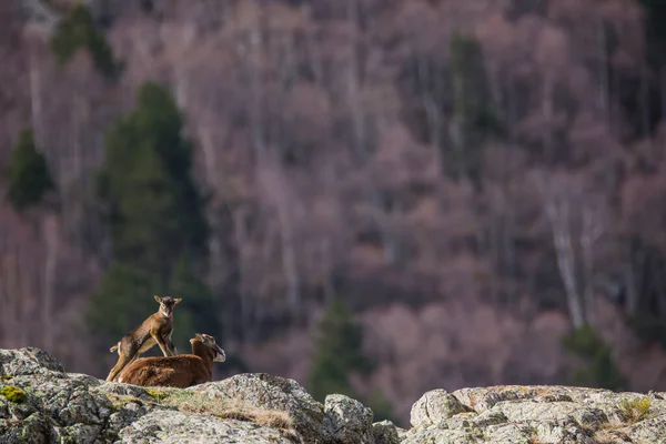 Mouflon Primavera Capcir Pirineos Francia —  Fotos de Stock