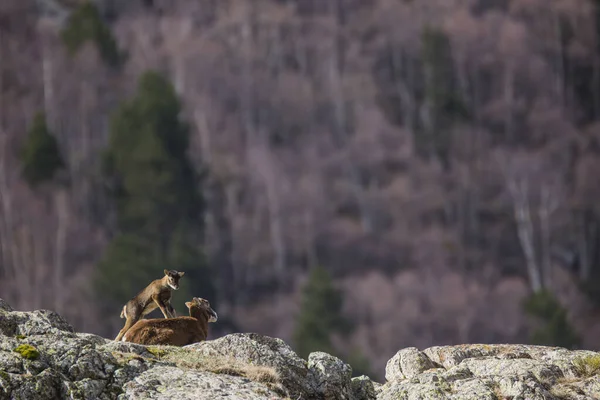 Mouflon Primavera Capcir Pirinéus Francia — Fotografia de Stock