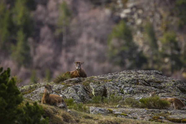 Mouflon Printemps Capcir Pyrénées France — Photo