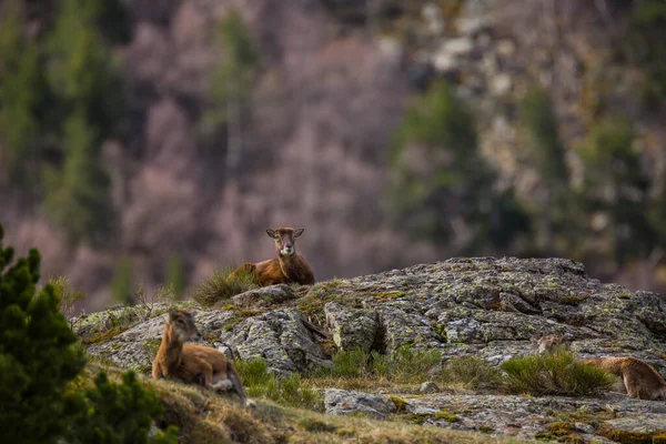 Mouflon Primavera Capcir Pirineos Francia —  Fotos de Stock