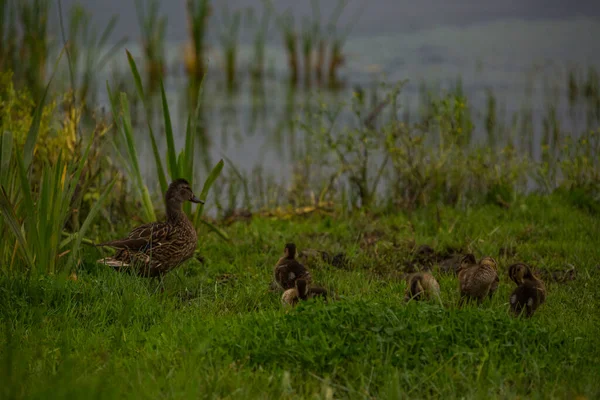 Mallard Primavera Reserva Natural Aiguamolls Emporda Espanha — Fotografia de Stock