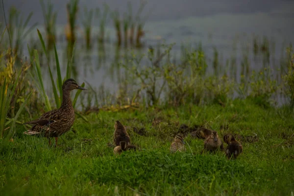 Mallard Tavasszal Aiguamolls Emporda Természetvédelmi Területen Spanyolország — Stock Fotó