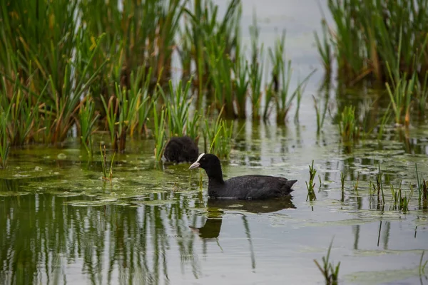 Eurasian Coot Fulica Atra Aiguamolls Emporda Nature Reserve Spain — Stock fotografie