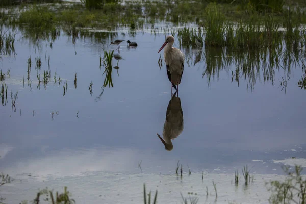 Storkar Våren Aiguamolls Emporda Naturreservat Spanien — Stockfoto