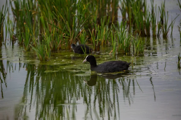 Eurasiatisk Sot Fulica Atra Aiguamolls Emporda Naturreservat Spanien — Stockfoto