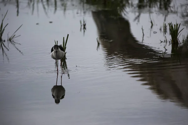 Černá Okřídlená Chůda Himantopus Himantopus Přírodní Rezervaci Aiguamolls Emporda Španělsko — Stock fotografie