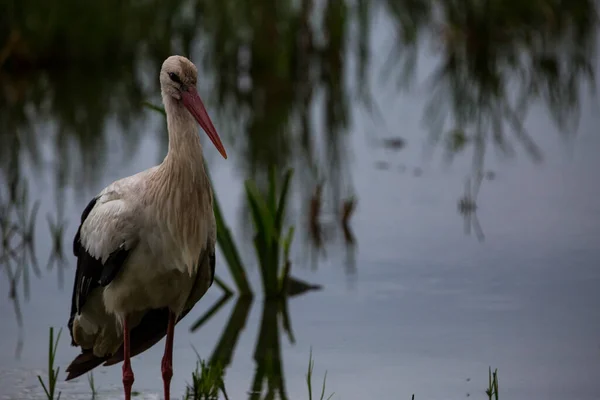 Πελαργοί Την Άνοιξη Στο Aiguamolls Emporda Nature Reserve Ισπανία — Φωτογραφία Αρχείου