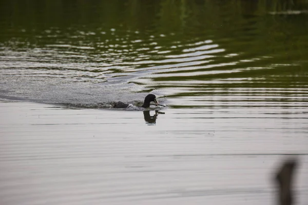 Eurasian Coot Fulica Atra Aiguamolls Lemporda Nature Reserve Spain — 스톡 사진