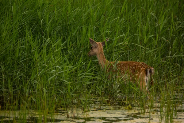 Cervos Aiguamolls Emporda Nature Reserve Espanha — Fotografia de Stock