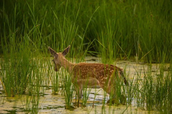 Rådjur Aiguamolls Emporda Naturreservat Spanien — Stockfoto