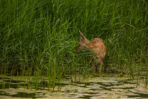Fallow Deer Aiguamolls Emporda Nature Reserve Spain — Stock Photo, Image