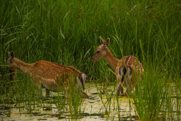 Рослинний Олень Aiguamolls Emporda Nature Reserve Spain — стокове фото