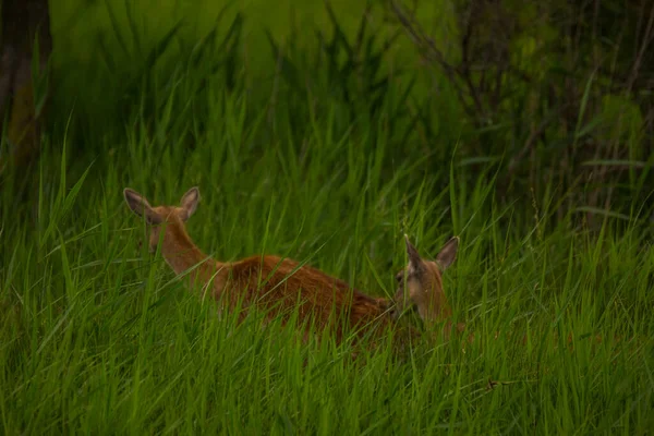 Herten Aiguamolls Emporda Natuurreservaat Spanje — Stockfoto