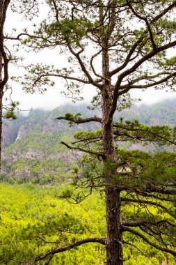 Cumprecita, Caldera De Taburiente, La Palma Adası, Kanarya Adaları, İspanya