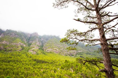 Cumprecita, Caldera De Taburiente, La Palma Adası, Kanarya Adaları, İspanya
