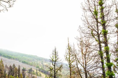 Caldera de Taburiente 'de yanmış orman, La Palma Adası, Kanarya Adaları, İspanya