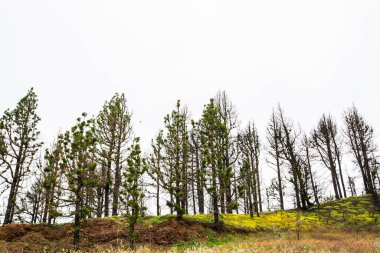 Caldera de Taburiente 'de yanmış orman, La Palma Adası, Kanarya Adaları, İspanya