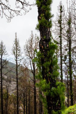 Caldera de Taburiente 'de yanmış orman, La Palma Adası, Kanarya Adaları, İspanya