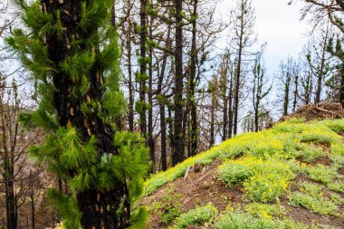 Caldera de Taburiente 'de yanmış orman, La Palma Adası, Kanarya Adaları, İspanya