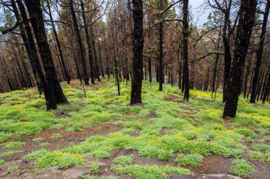 Caldera de Taburiente 'de yanmış orman, La Palma Adası, Kanarya Adaları, İspanya