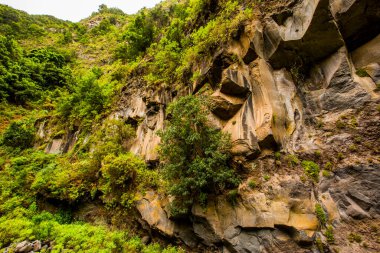 İspanya, Kanarya Adaları, La Palma Adası 'ndaki Garafia' daki tropik dağlar